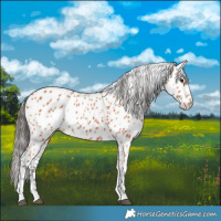 Horse Color:Bay Leopard 