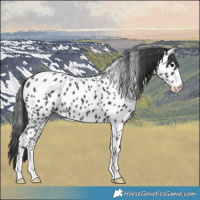 Horse Color:Black Appaloosa 