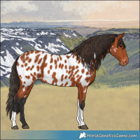 Horse Color:Bay Tobiano Near Leopard 