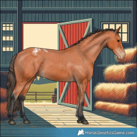 Horse Color:Bay Appaloosa
