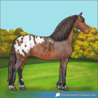 Horse Color:Bay Appaloosa 