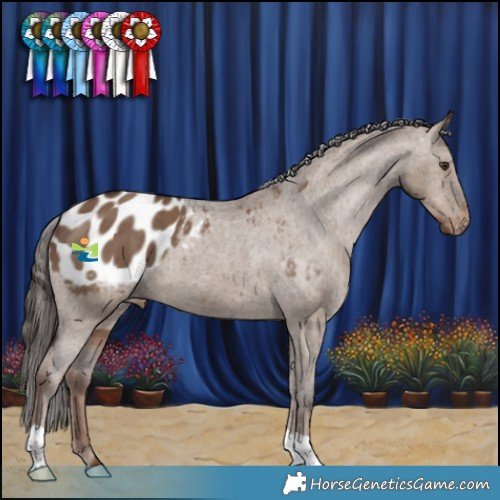 Horse Color:Liver Red Dun Appaloosa Brindle 