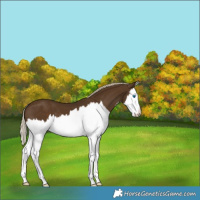 Horse Color:Chocolate Palomino Splash