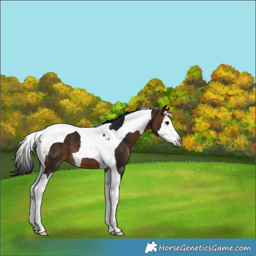 Horse Color:Gray Buckskin Splash Tobiano 