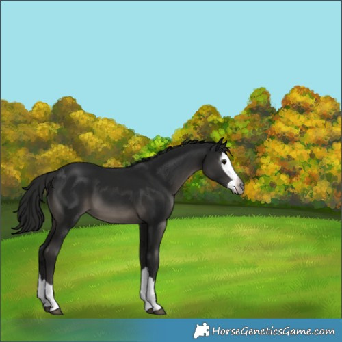 Horse Color:Gray Black Splash 