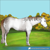 Horse Color:Gray Chestnut Sabino 