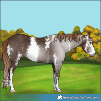 Horse Color:Gray Chestnut Sabino 