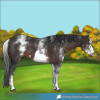Horse Color:White Spotted Brown Frame 