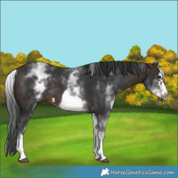 Horse Color:White Spotted Brown Frame