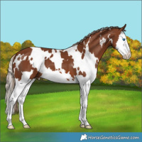 Horse Color:White Spotted Chestnut Splash 