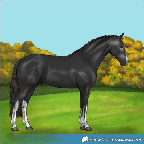 Horse Color:Gray White Spotted Liver Chestnut 