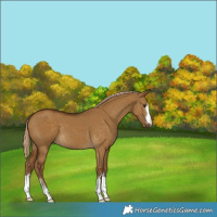 Horse Color:Chocolate Palomino Dun