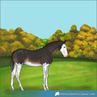 Horse Color:Liver Chestnut Splash 
