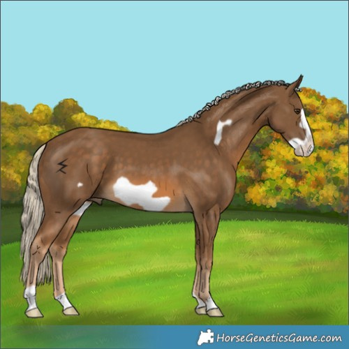 Horse Color:Chocolate Palomino Frame 