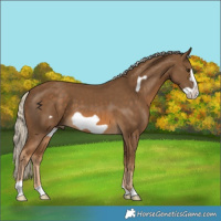 Horse Color:Chocolate Palomino Frame 