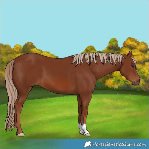 Horse Color:Chestnut 