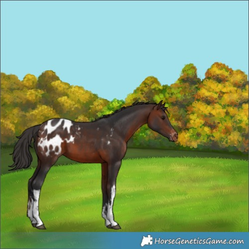 Horse Color:White Spotted Brown Blanket 