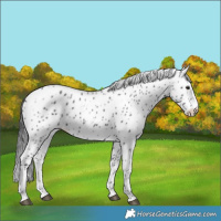 Horse Color:Black Appaloosa 