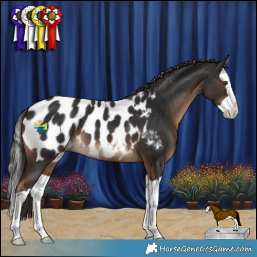 Horse Color:Liver Chestnut Splash Appaloosa 