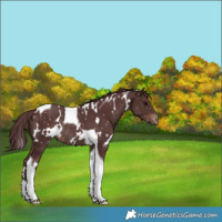 Horse Color:White Spotted Chocolate Brown Tobiano Appaloosa Rabicano