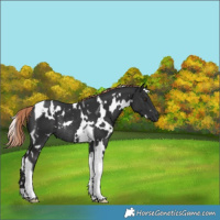 Horse Color:White Spotted Liver Chestnut Tobiano Rabicano 