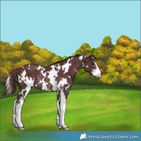 Horse Color:White Spotted Chocolate Brown Sabino Rabicano 