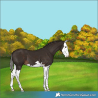 Horse Color:Liver Chestnut Splash 