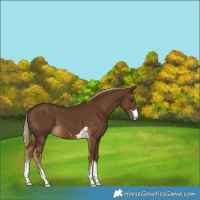 Horse Color:Chocolate Palomino 