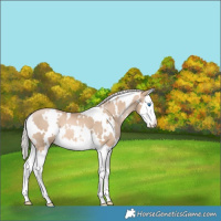 Horse Color:White Spotted Chocolate Palomino Pearl Splash 