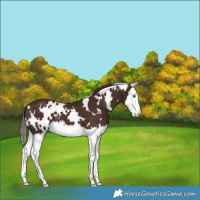 Horse Color:White Spotted Liver Chestnut Splash 