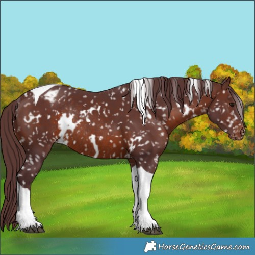 Horse Color:White Spotted Chocolate Brown Tobiano Appaloosa Rabicano