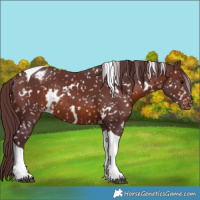 Horse Color:White Spotted Chocolate Brown Tobiano Appaloosa Rabicano 