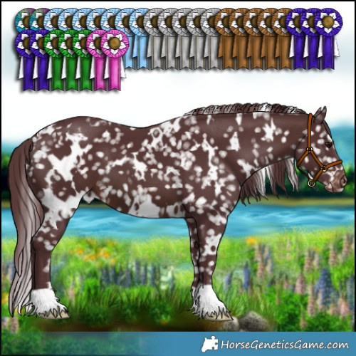 Horse Color:White Spotted Chocolate Brown Appaloosa 