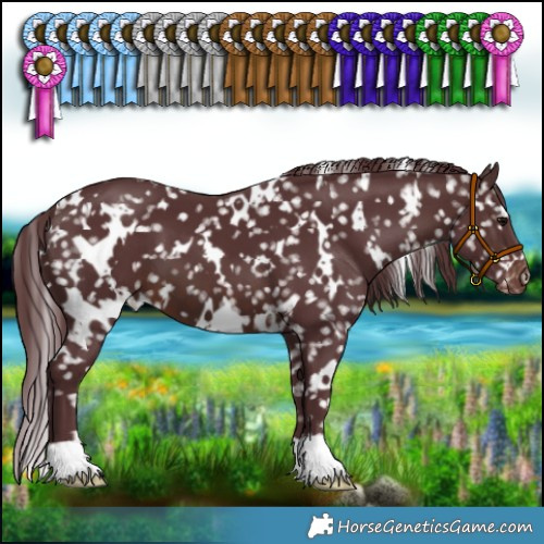 Horse Color:White Spotted Chocolate Brown Appaloosa 