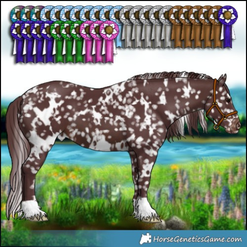 Horse Color:White Spotted Chocolate Brown Appaloosa 