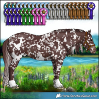 Horse Color:White Spotted Chocolate Brown Appaloosa 