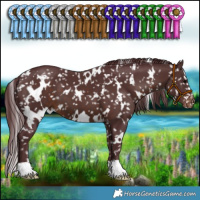 Horse Color:White Spotted Chocolate Brown Appaloosa 