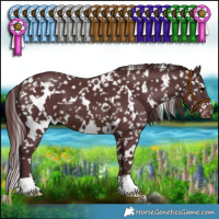Horse Color:White Spotted Chocolate Brown Appaloosa 