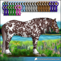 Horse Color:White Spotted Chocolate Brown Appaloosa 