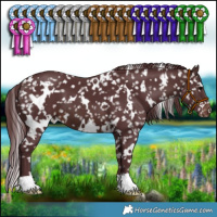 Horse Color:White Spotted Chocolate Brown Appaloosa 