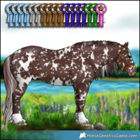 Horse Color:White Spotted Chocolate Brown Appaloosa 