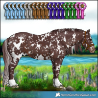 Horse Color:White Spotted Chocolate Brown Appaloosa