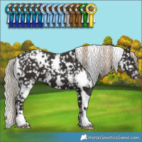 Horse Color:White Spotted Liver Chestnut Appaloosa