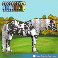 Horse Color:White Spotted Liver Chestnut Appaloosa 