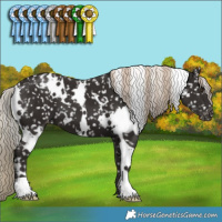 Horse Color:White Spotted Liver Chestnut Appaloosa 