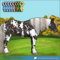 Horse Color:White Spotted Liver Chestnut Appaloosa