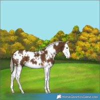Horse Color:White Spotted Chocolate Palomino Splash