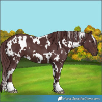 Horse Color:White Spotted Chocolate Brown 
