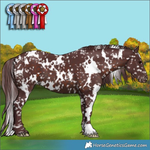 Horse Color:White Spotted Chocolate Brown Appaloosa