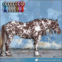 Horse Color:White Spotted Chocolate Brown Appaloosa
